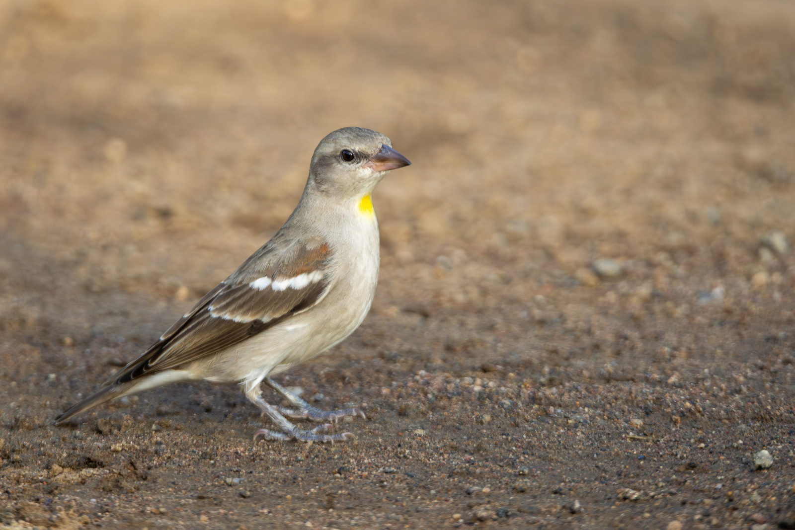 image Yellow-throated Sparrow
